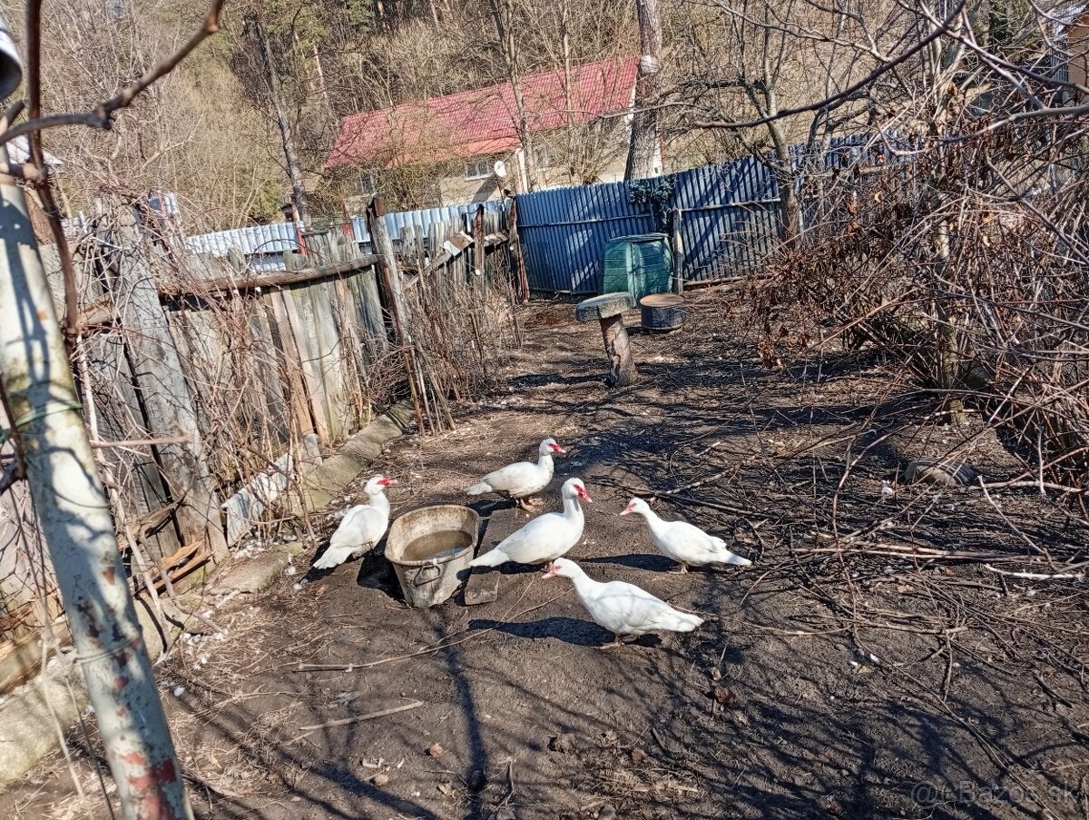 Predám kačky - 2
