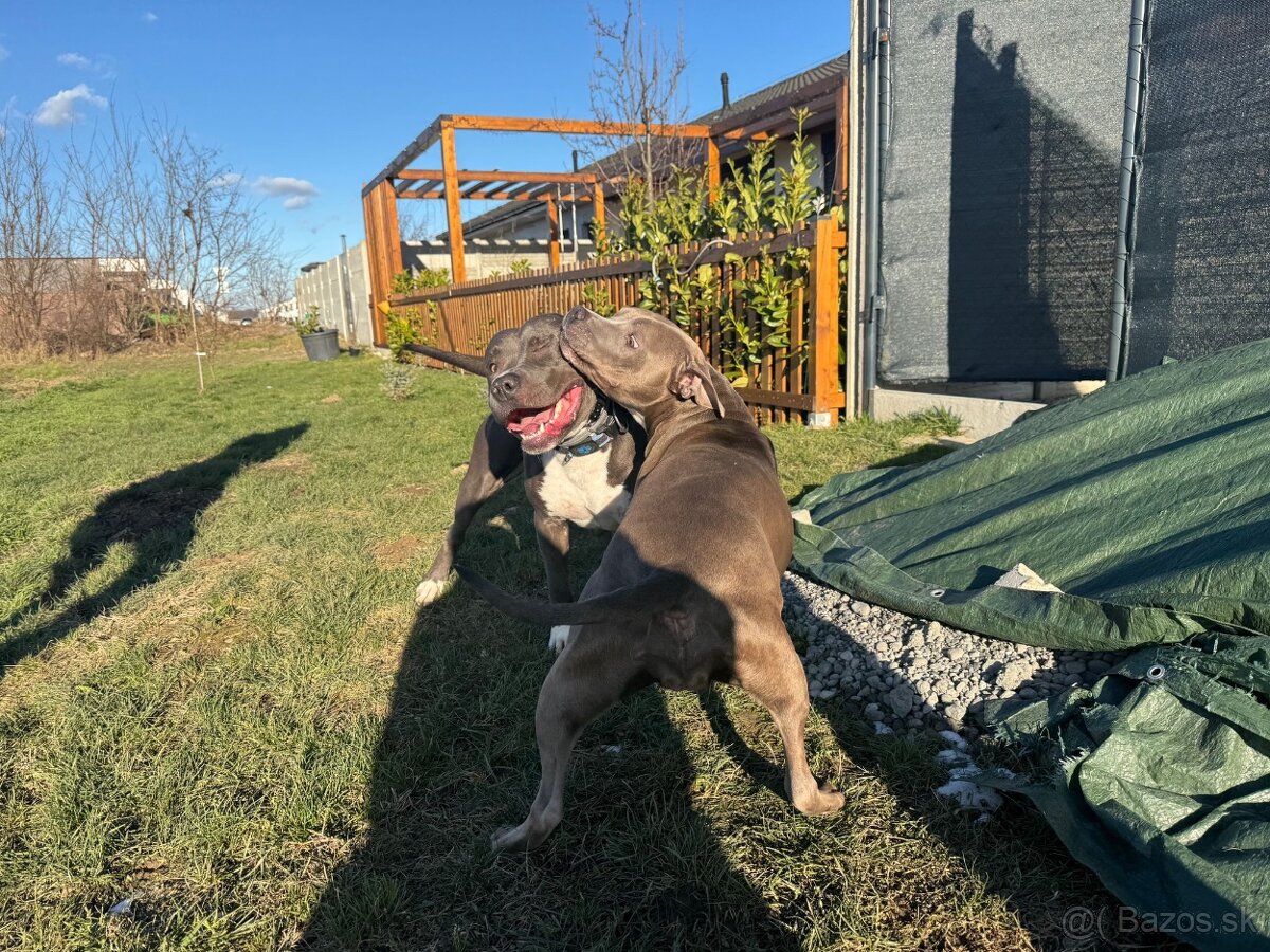 Americký stafordšírsky teriér - modro-biela farba - 2