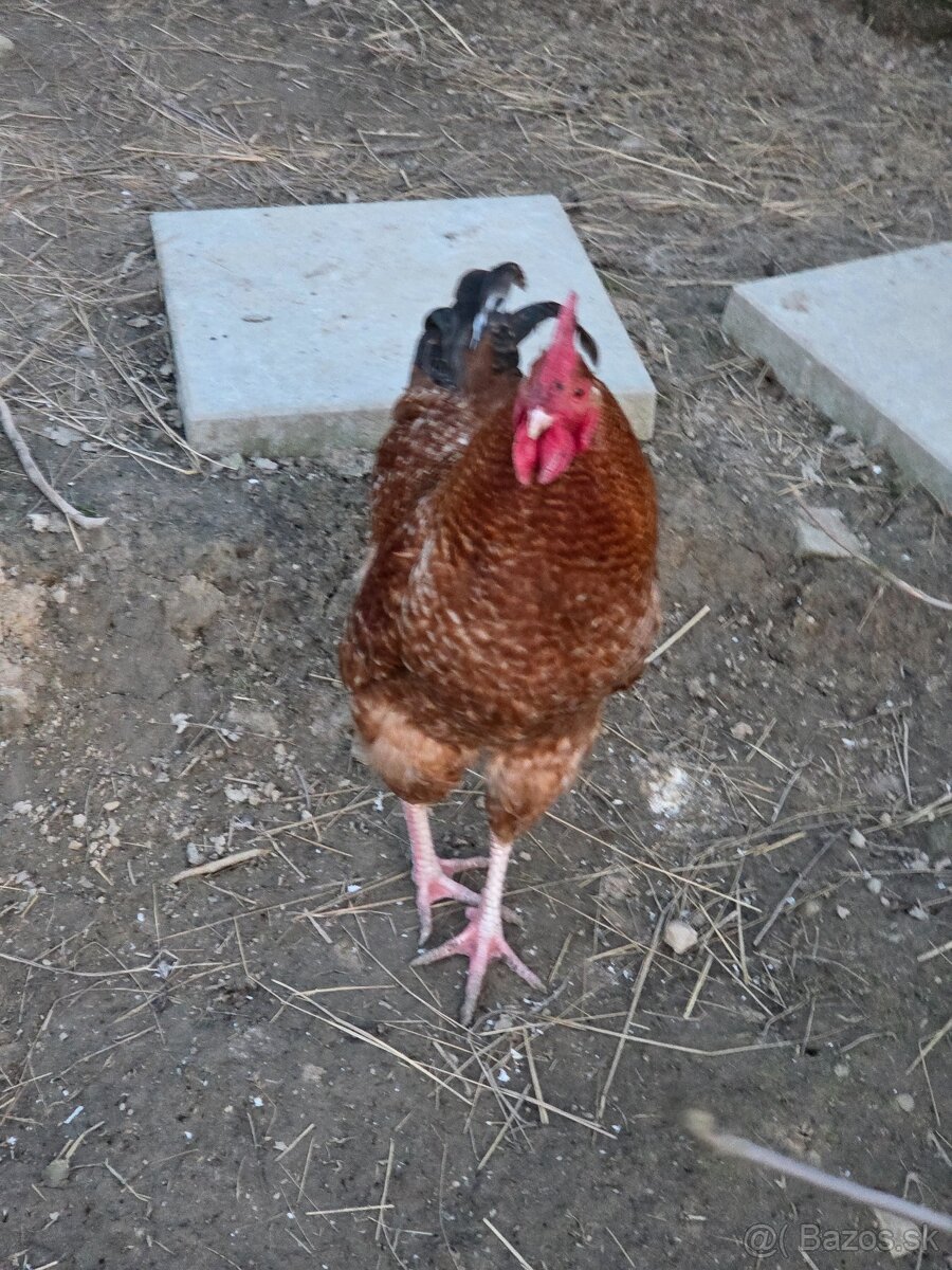 Predam kohutov - 2