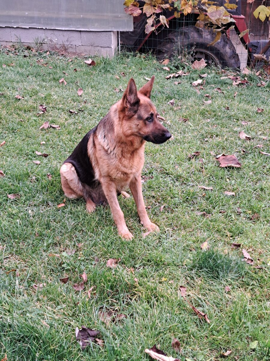 Predám šteniatka nemecký ovčiak - 2