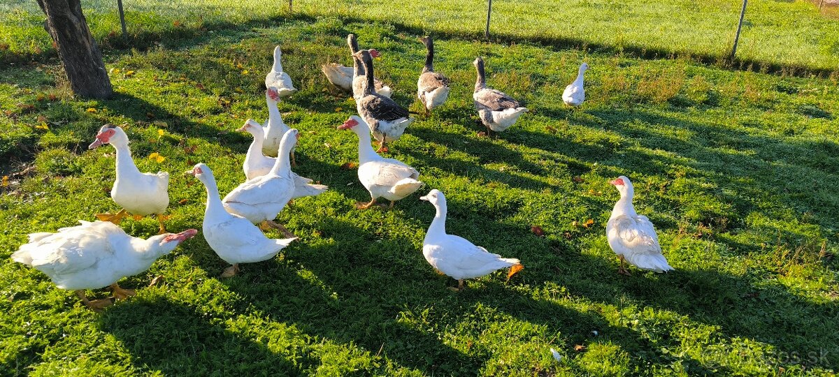 Kačice pižmové biele - 2