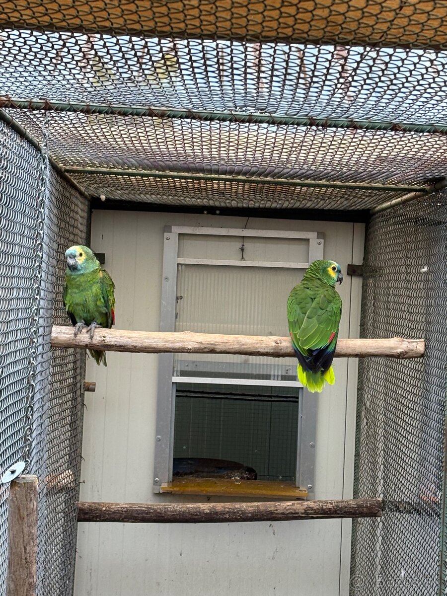 Amazonan modrocely - 2