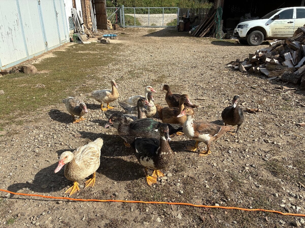 Kačice Pyžmové - 2