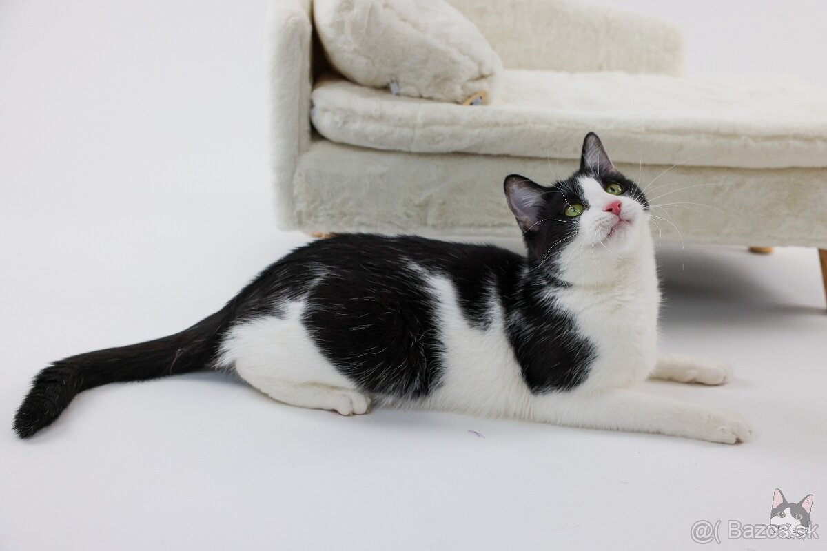 INKY hľadá domov - 2