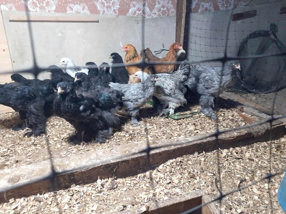 brahmanky, brahman, brahmanka velka - 2