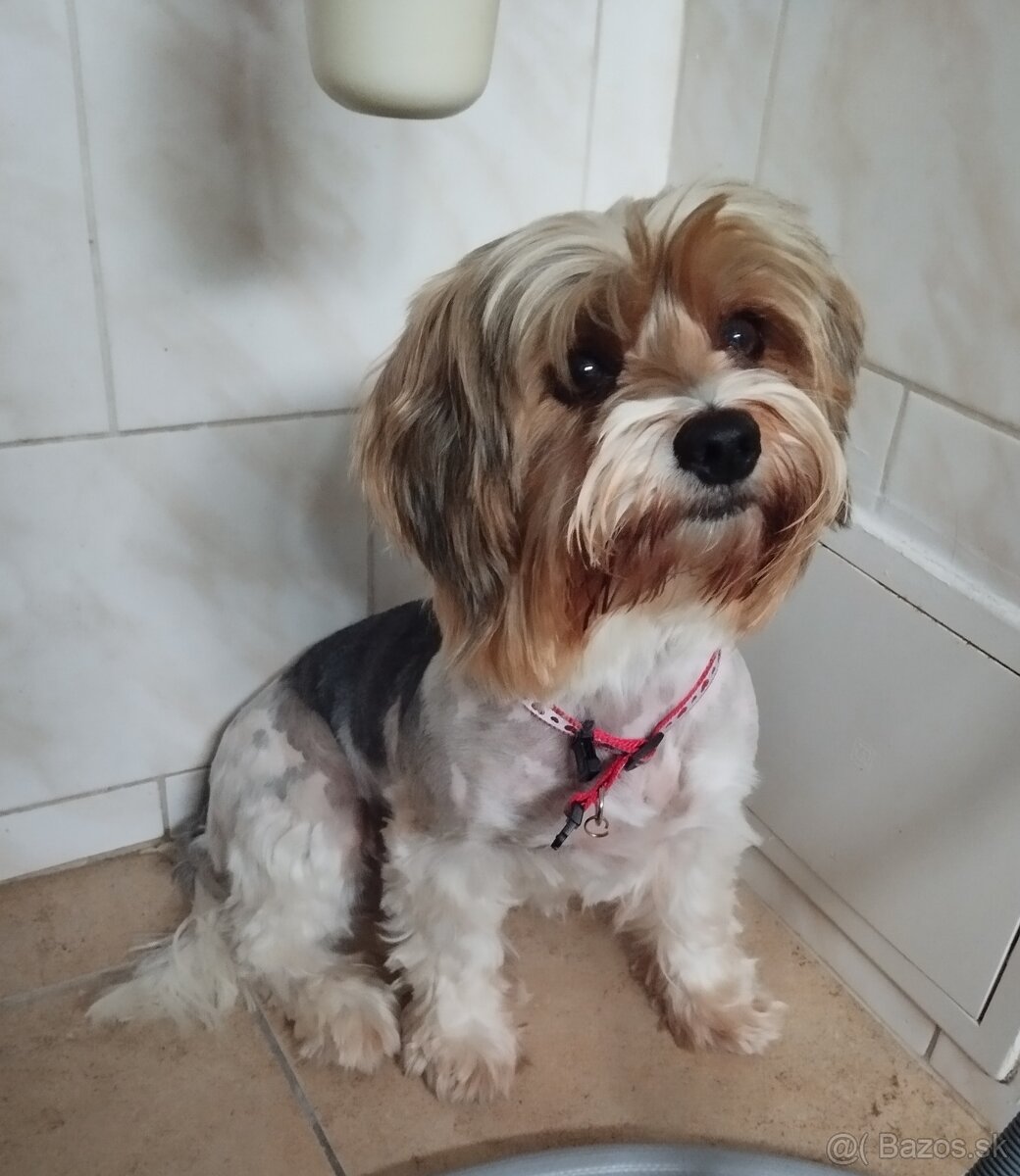 Biewer Jorkšírský teriér - 2