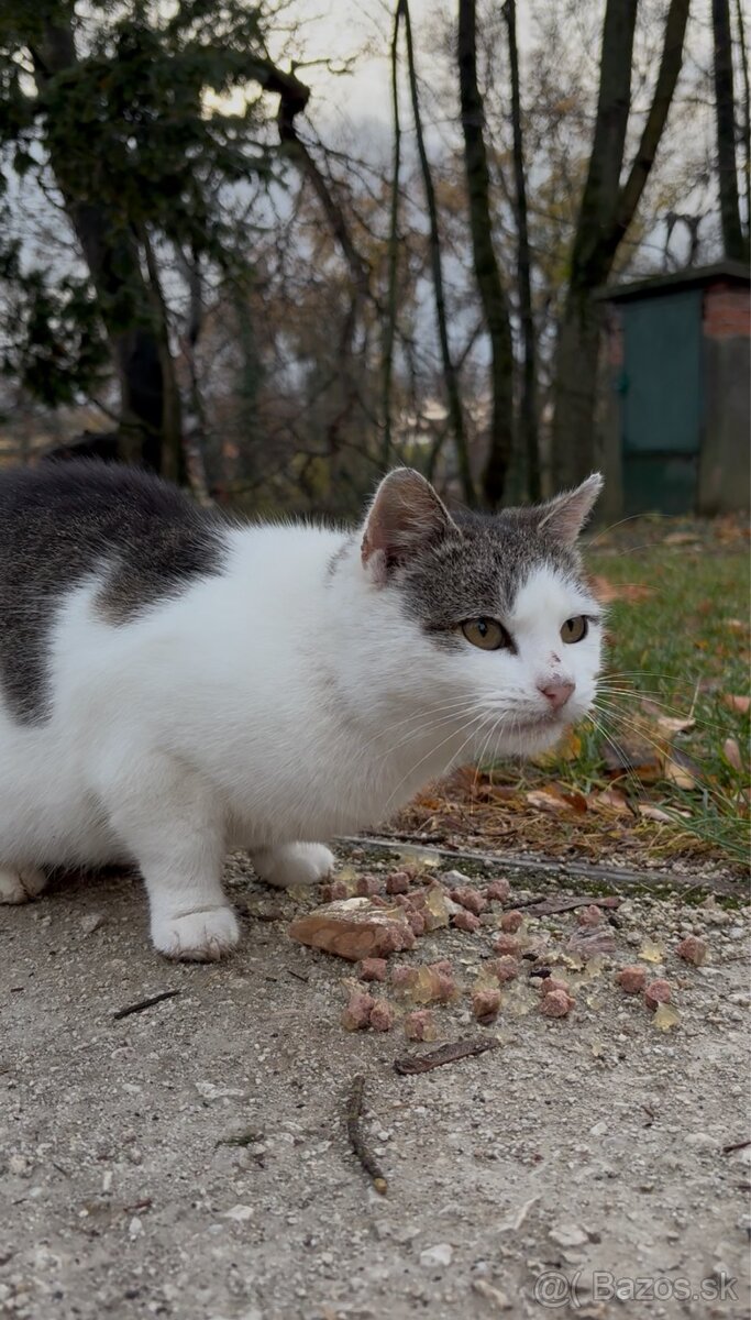 Darujeme mačičku do dobrých rúk - 2