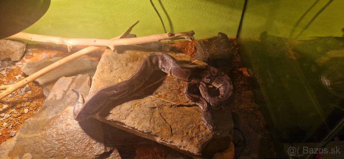 Python regius/ Krajta královská - 2
