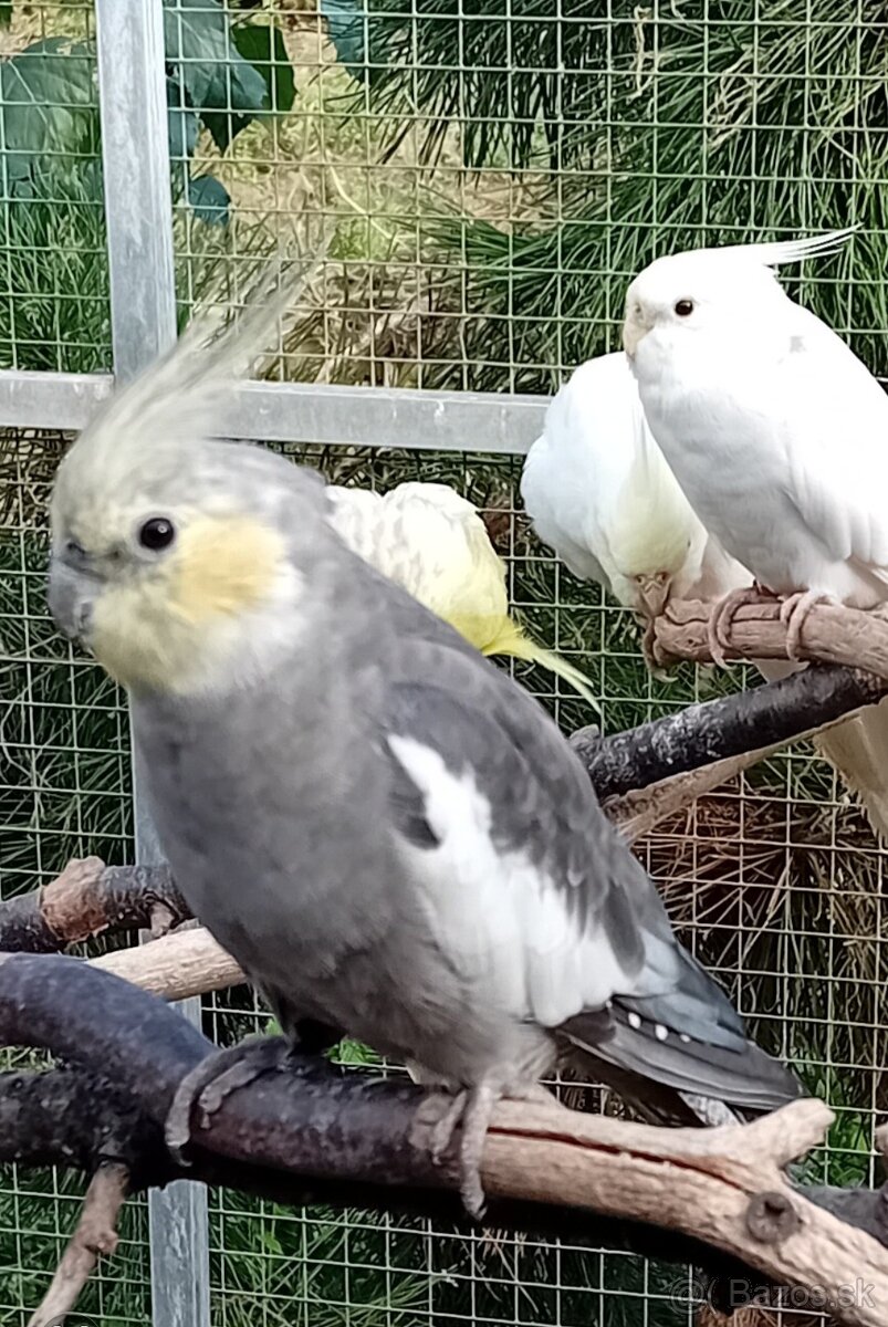 Korela pastelface SAMEC - 2