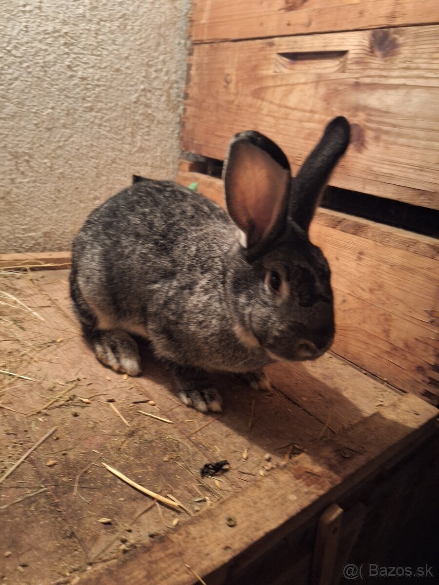Králik Činčila veľká - 2
