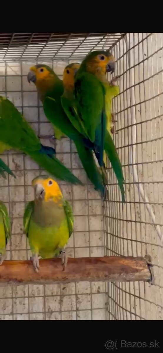 Eupsittula Pertinax Aratinga hnedo hrdlá - 2