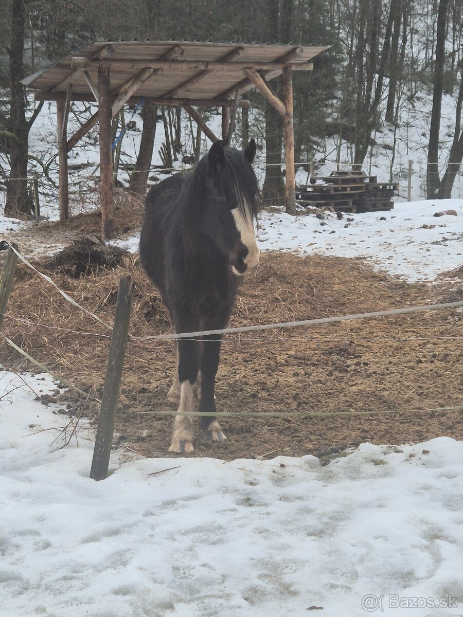 predám kone... - 2