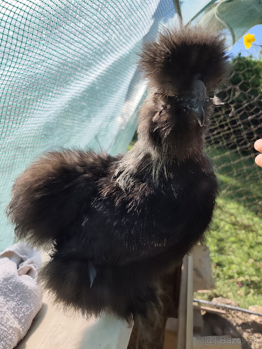 🐓Kohút Hodvabničky USA 🐓 - 2