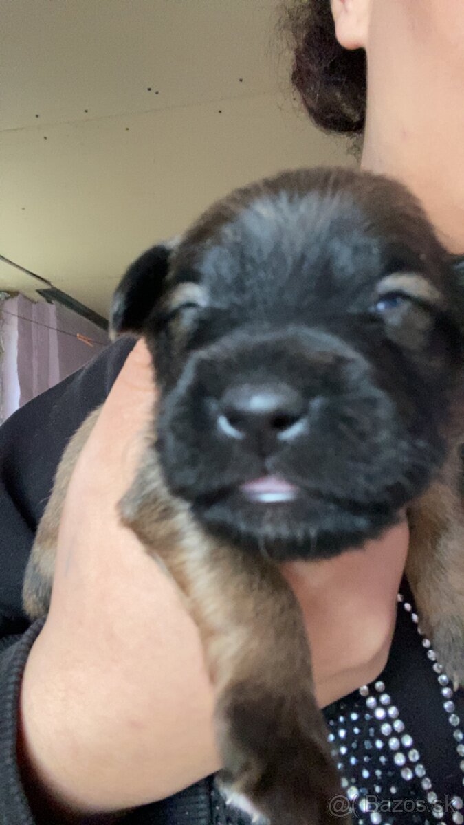 Predám šteniatka krížencov - 2