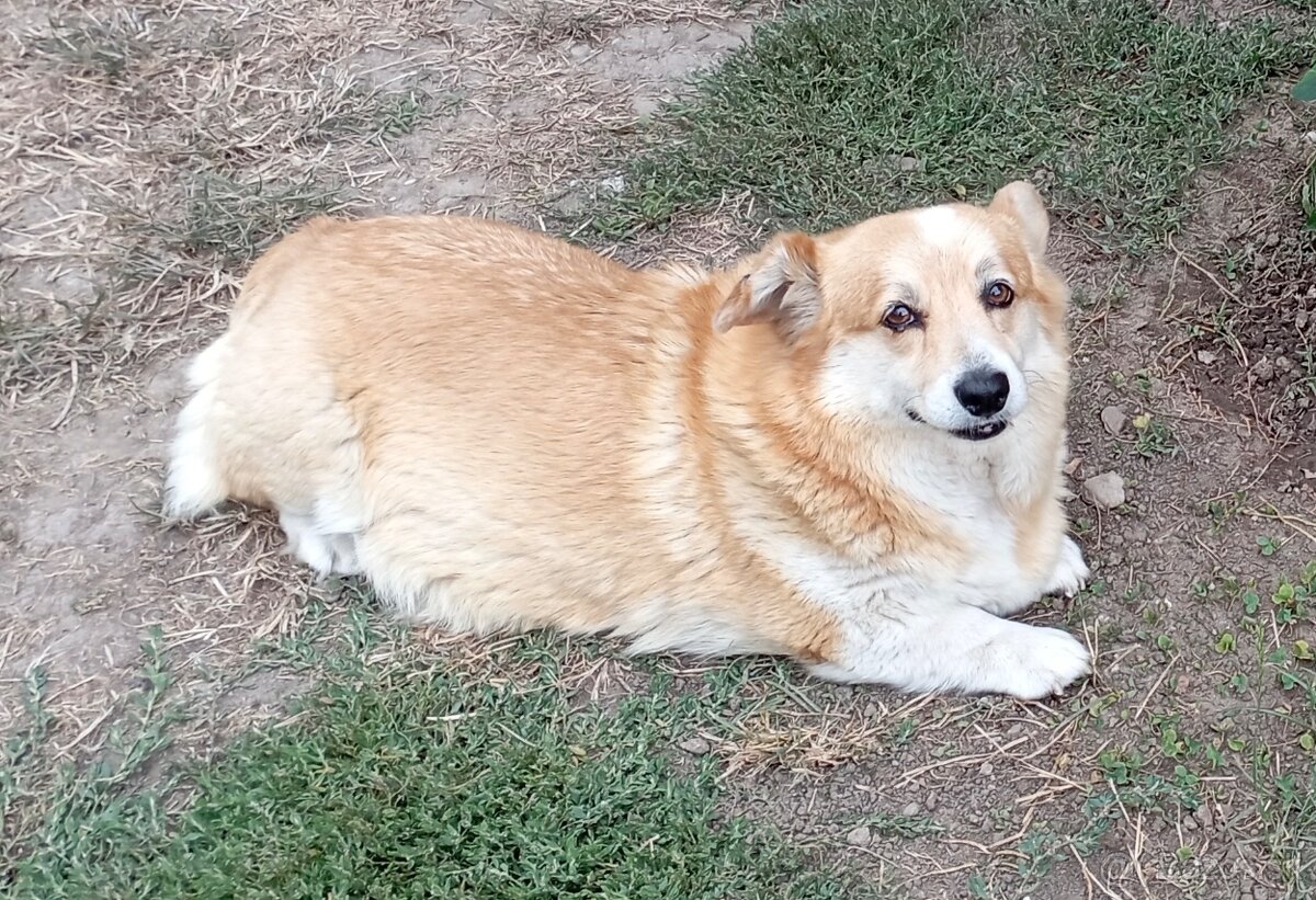 Darujem fenku welsh corgi pembroke - 2