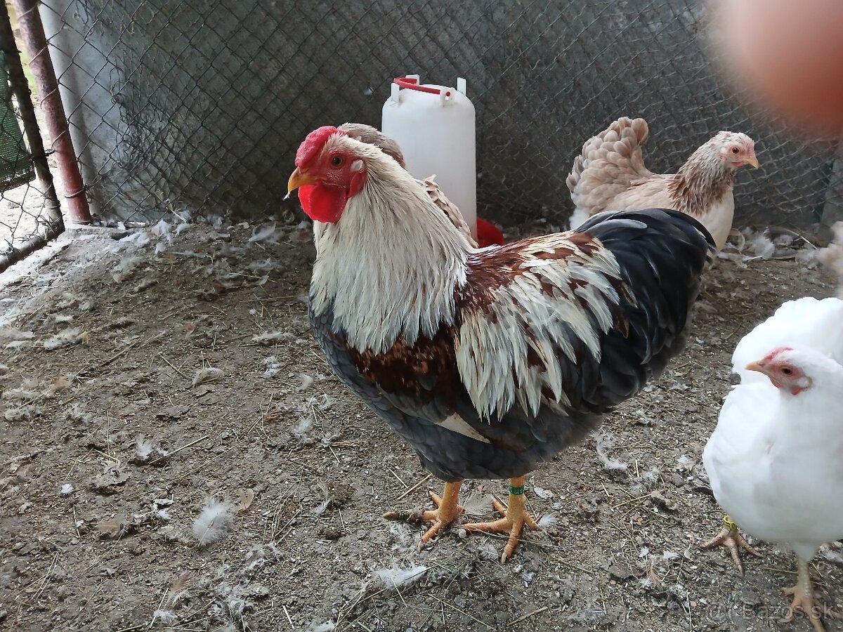 Zdrobnelá wyandotka lososová modrá - 2