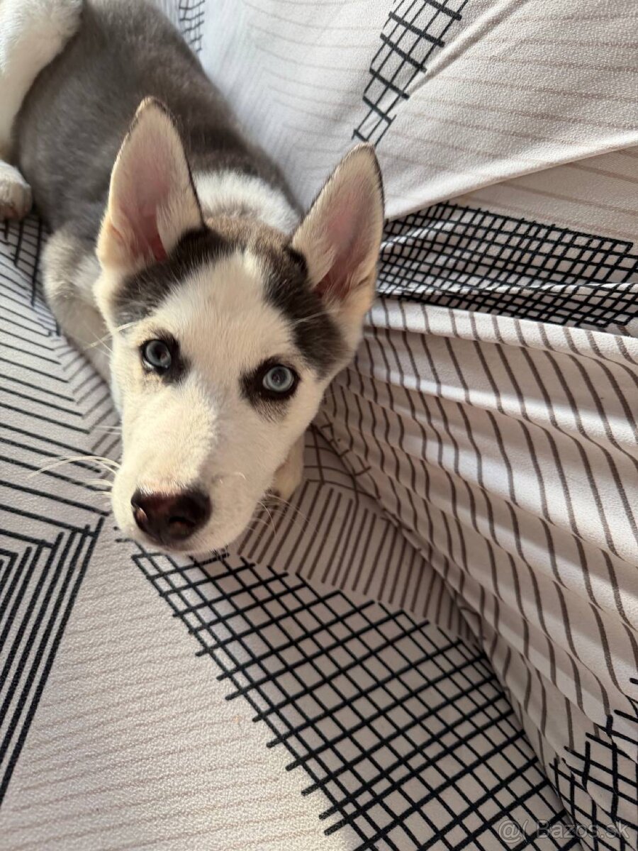 Predám šteniatko sibírskeho husky – fenka - 2