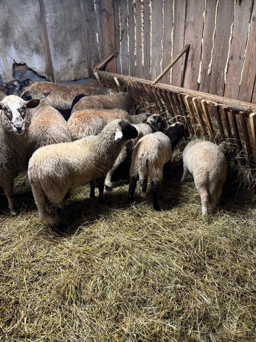 Predám jahňatá - 2