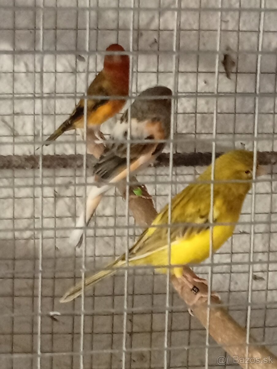 predám kanariky - 2
