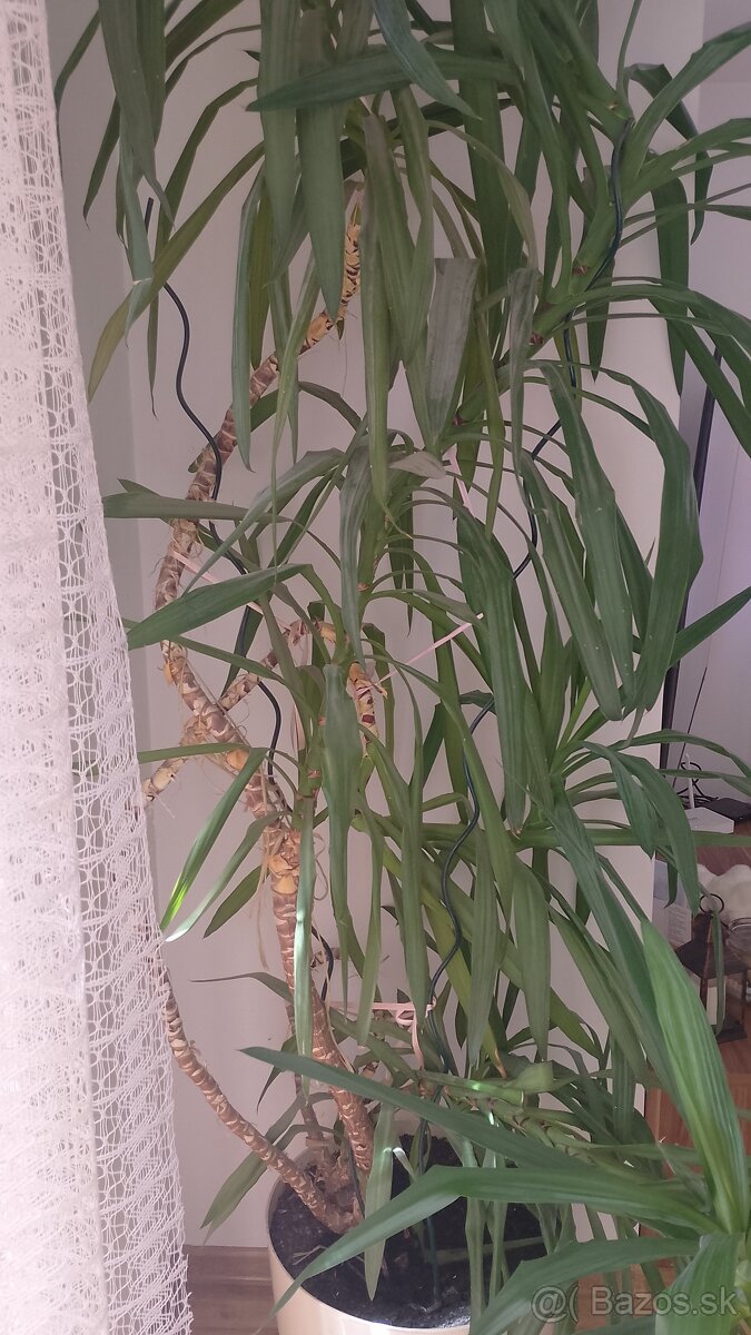Juka/ Yucca obrovská - 2