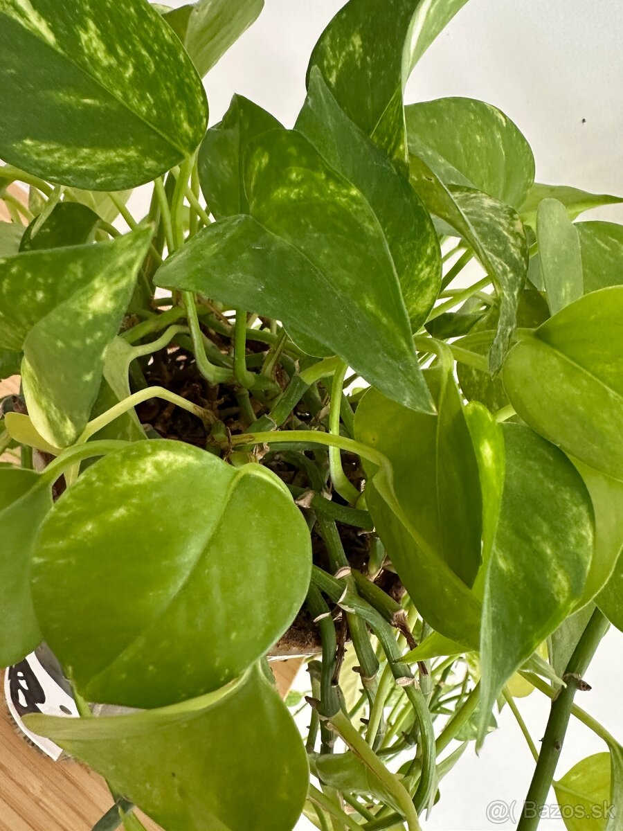 Predám Epipremnum vo váze č.28 za 7€ - 2