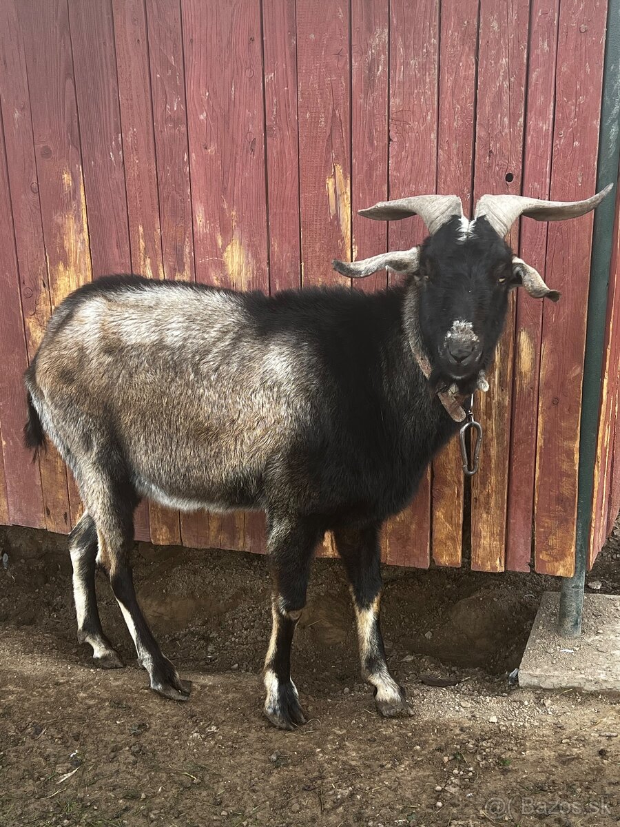 Cap na Pripúšťanie - 2