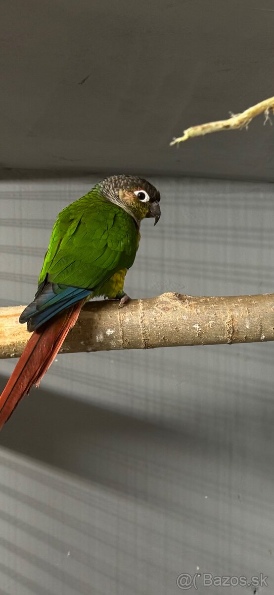 Pyrura zelenolíca - 2