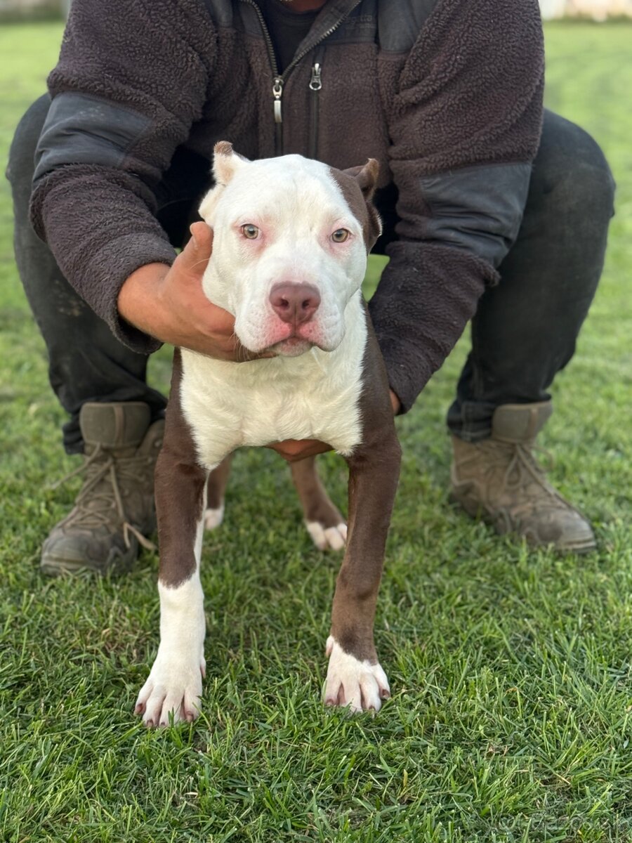 American Bully xl - 2