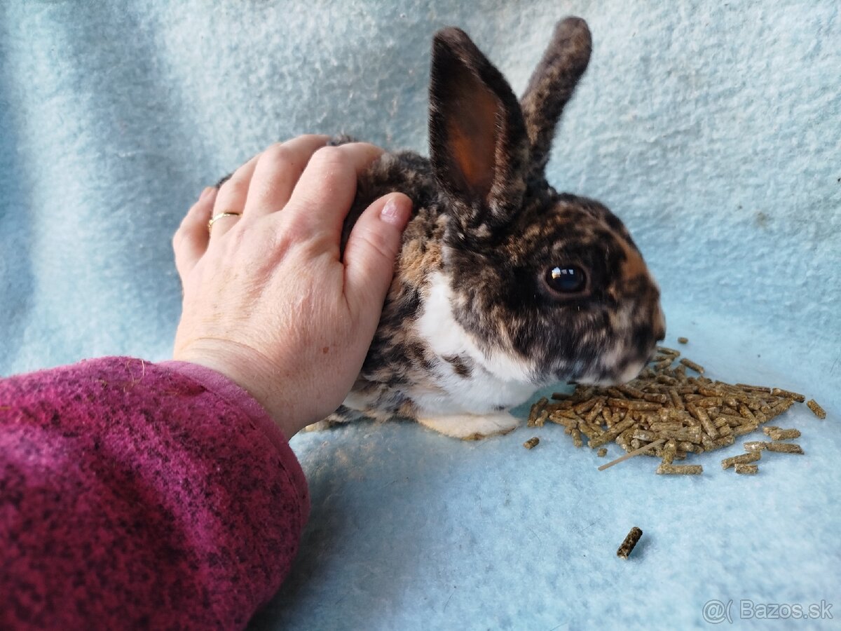 Zakrslý králik rex symb.cena - 2