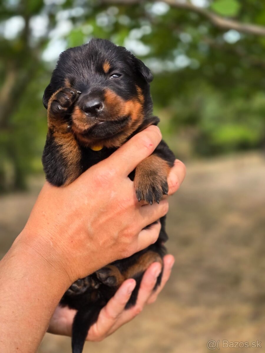 Beauceron s PP - 2