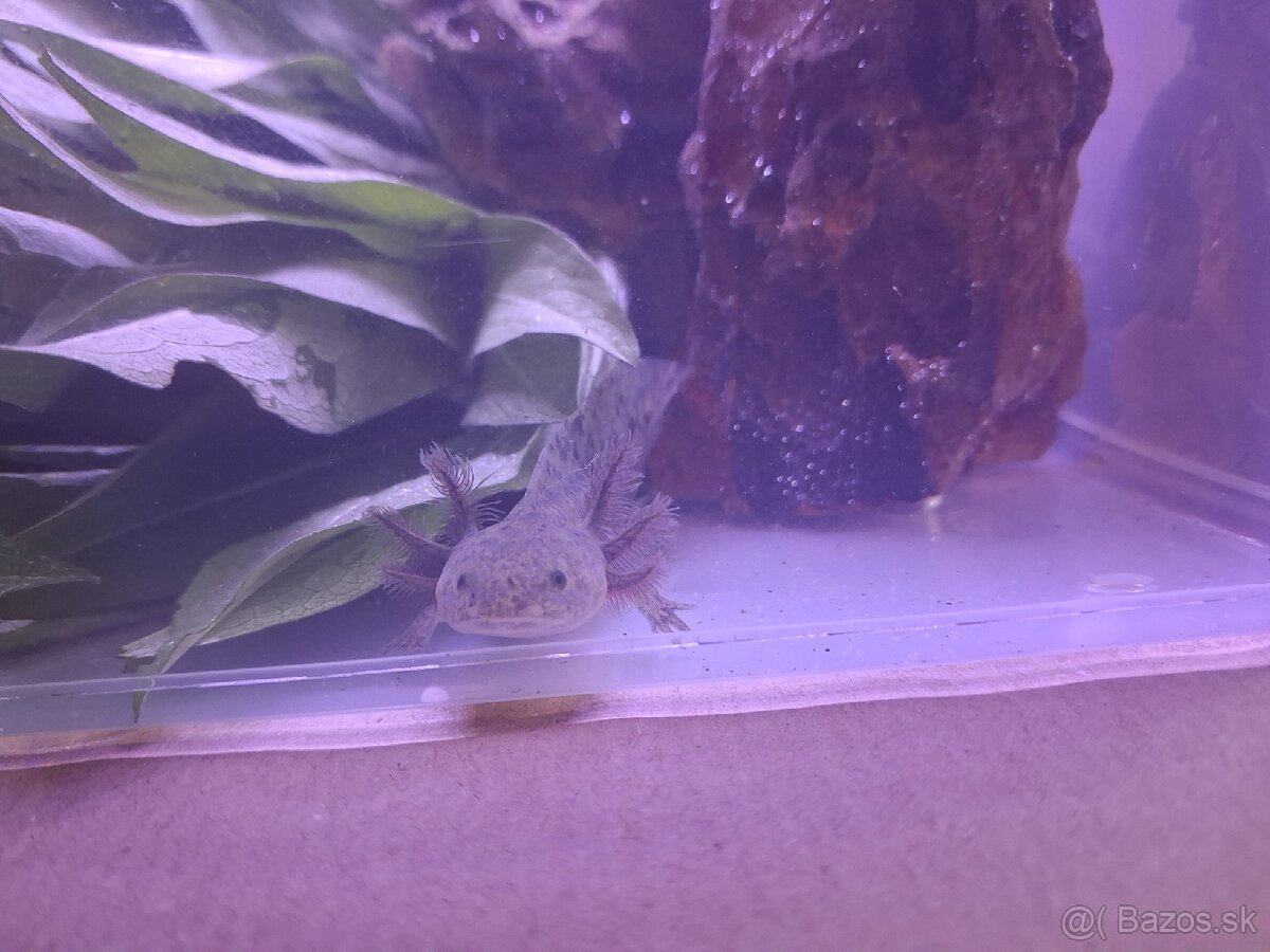 Axolotl mexicky - 2