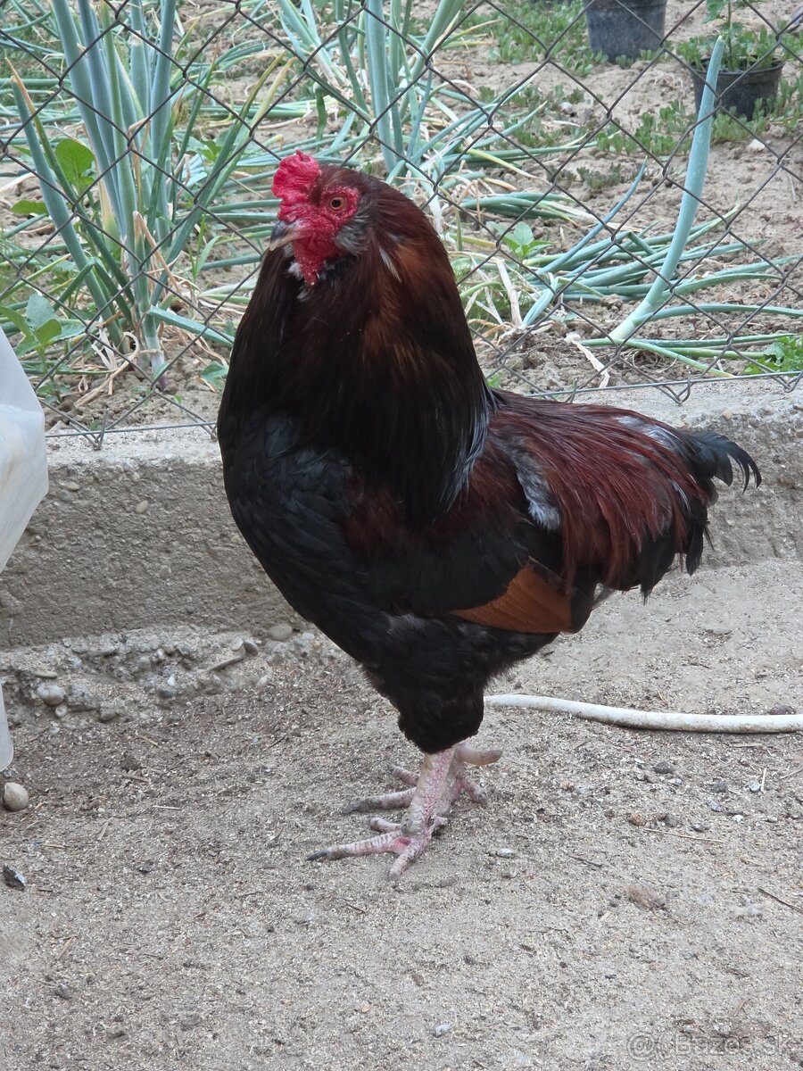 Araucana kohút - 2