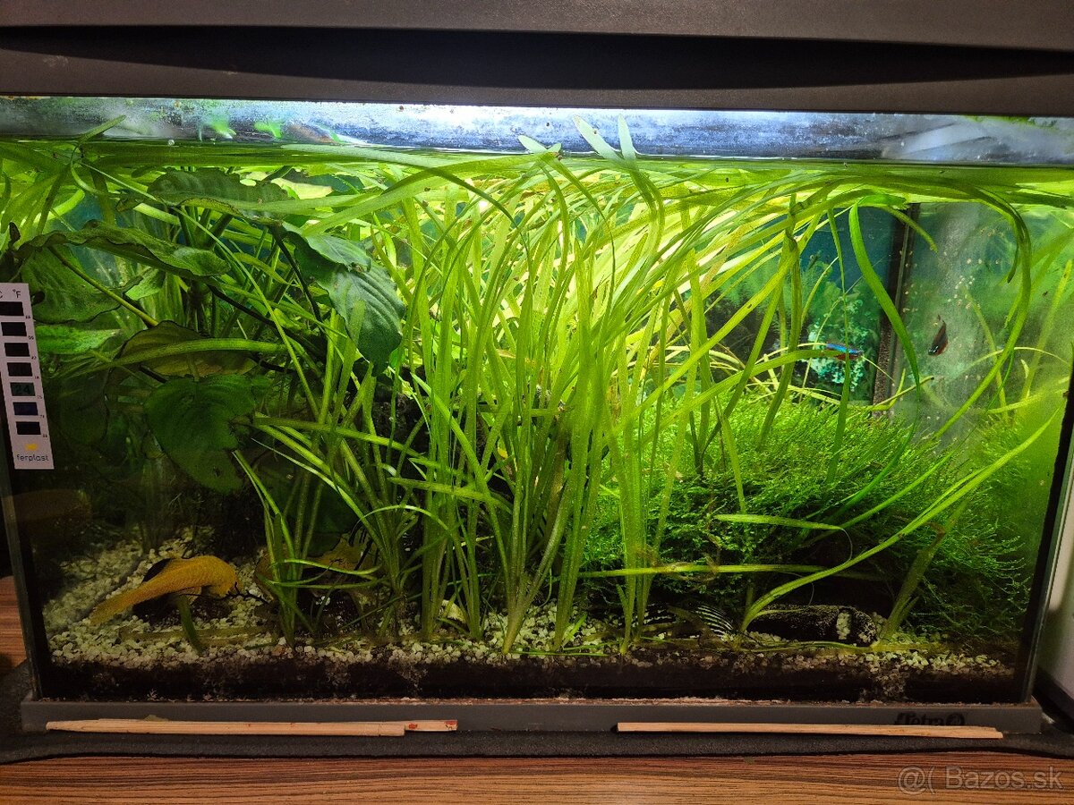 Akvárium 60 l - 2