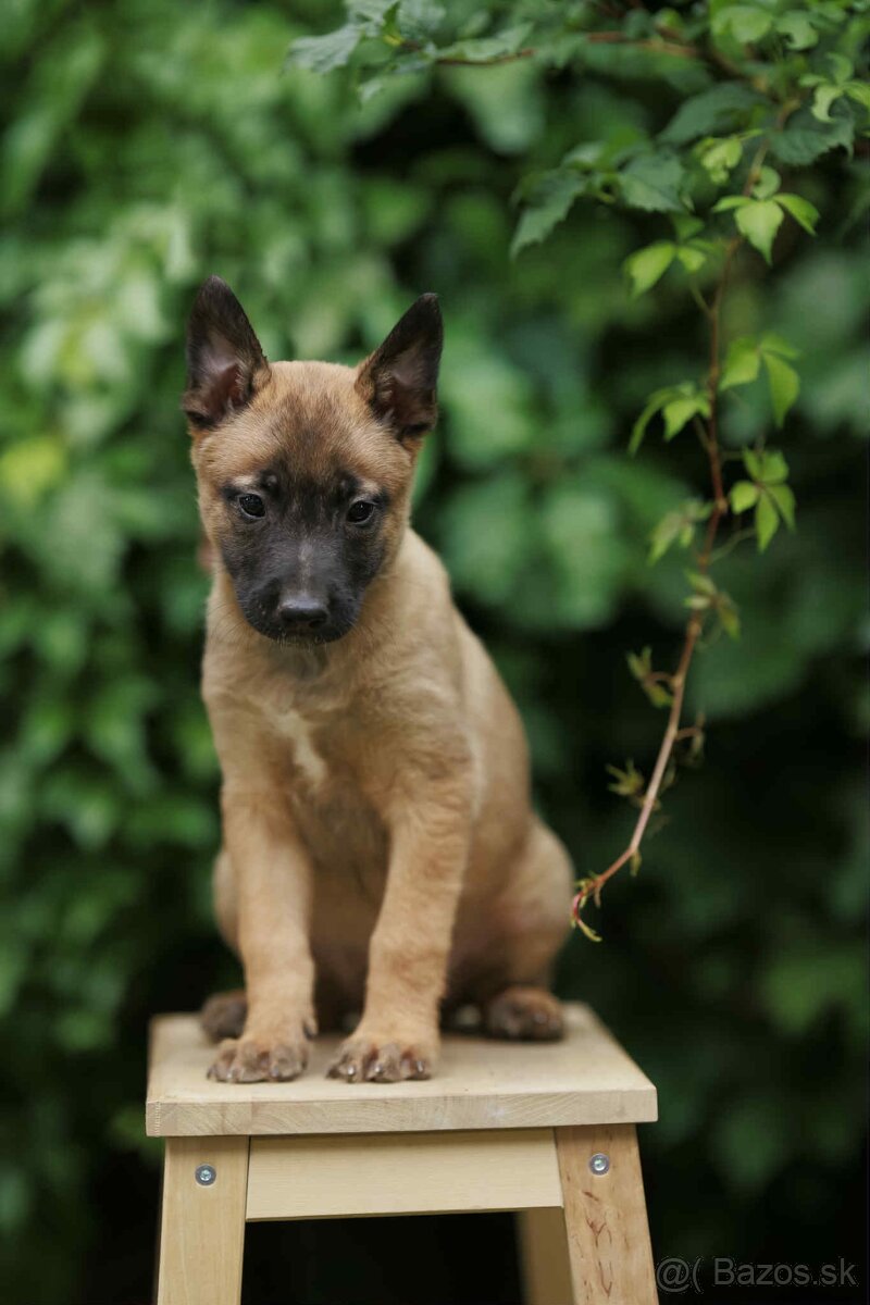 Belgicky ovčiak s PP - 2