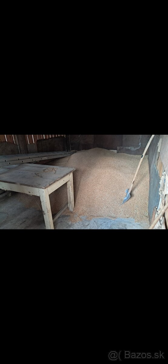 Predám pšenicu - 2