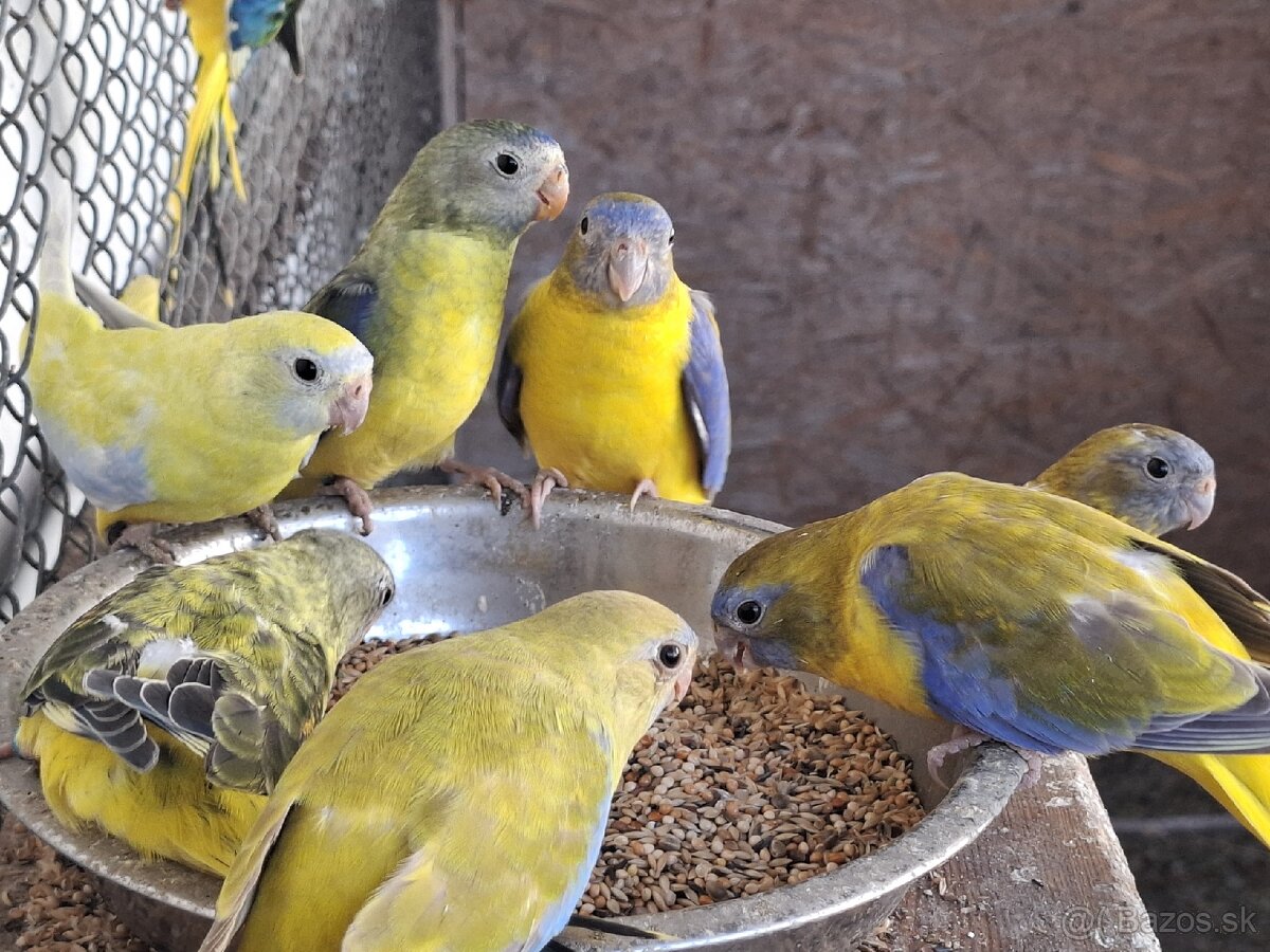 Neoféma tyrkysová žltobruchý škoricový opalín - 2