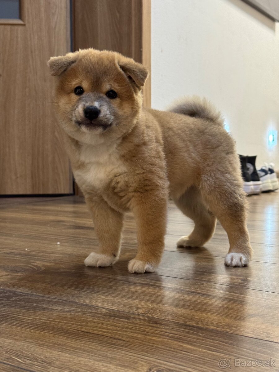 Predám jedináčika šteniatko Shiba Inu - 2