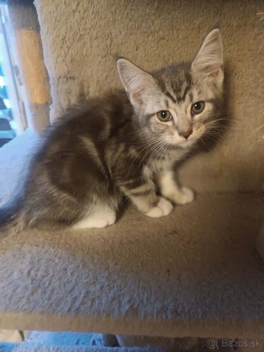 Britske maciatka - 2