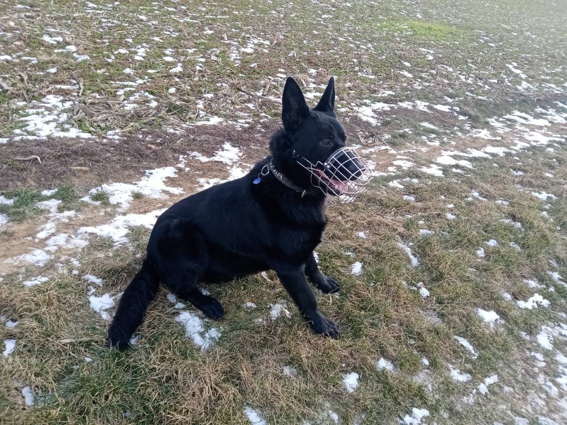 Nemecký ovčiak - 2