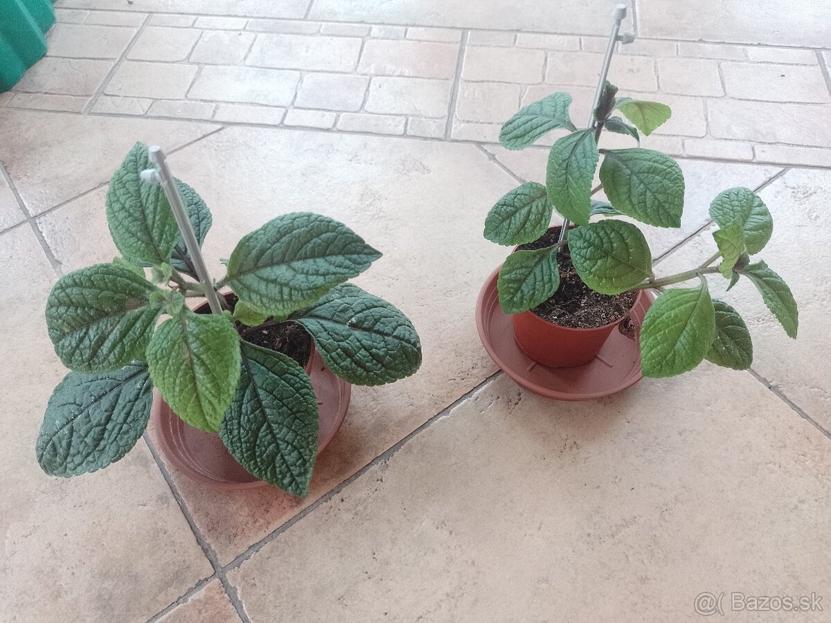 Vonkajší dekor. Plektrant/5ks/6€+packeta - 2