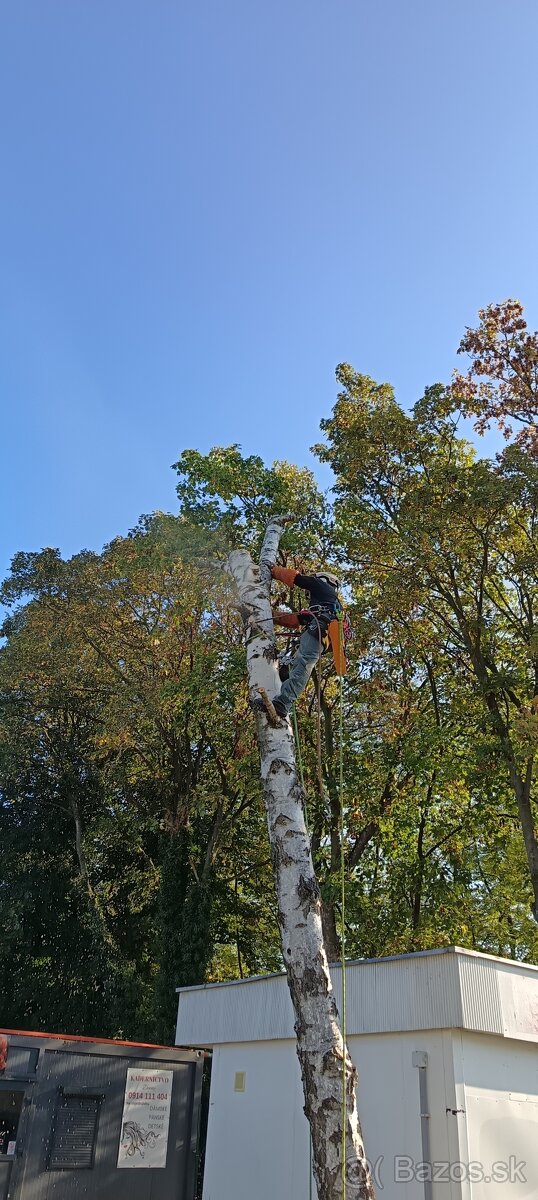 Výruby a orezy stromov - 2