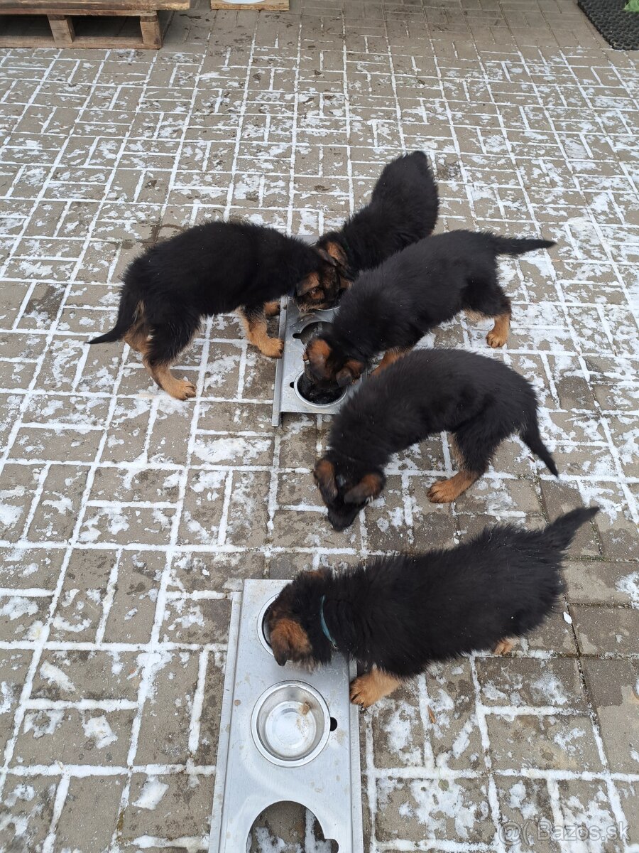 Nemecký ovčiak šteniatka - 2
