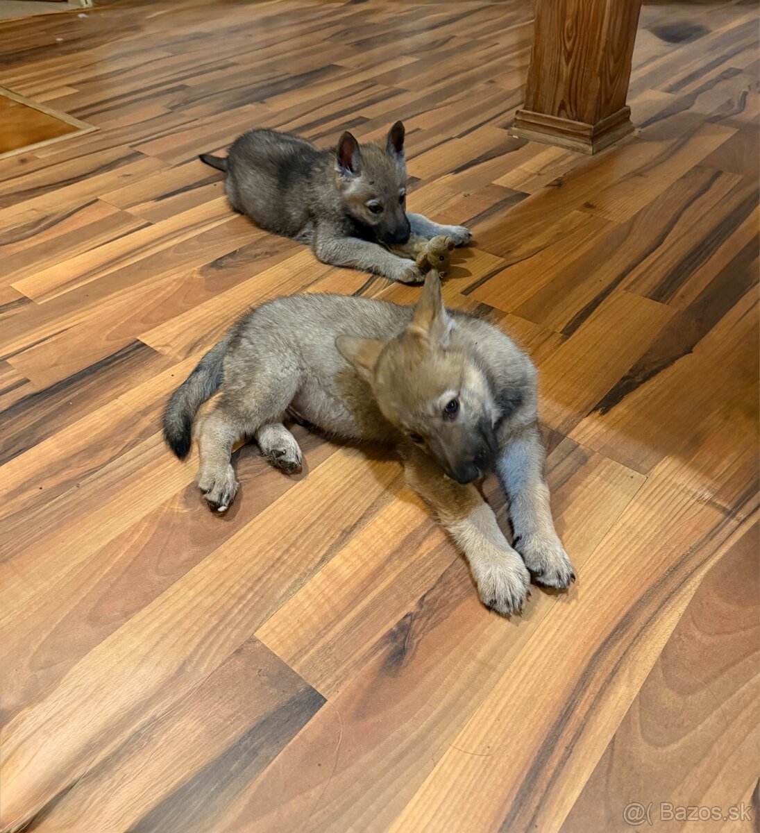 Československý vlčiak - 2