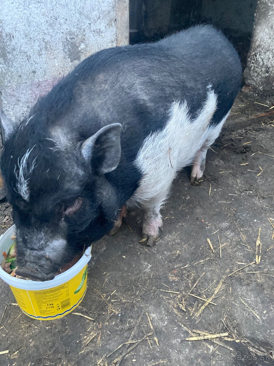 Vietnamské prasa - 2