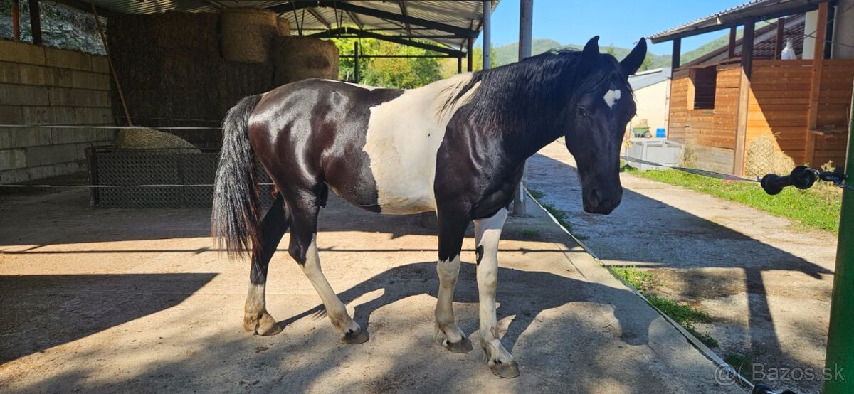 Barock pinto žrebec - 2