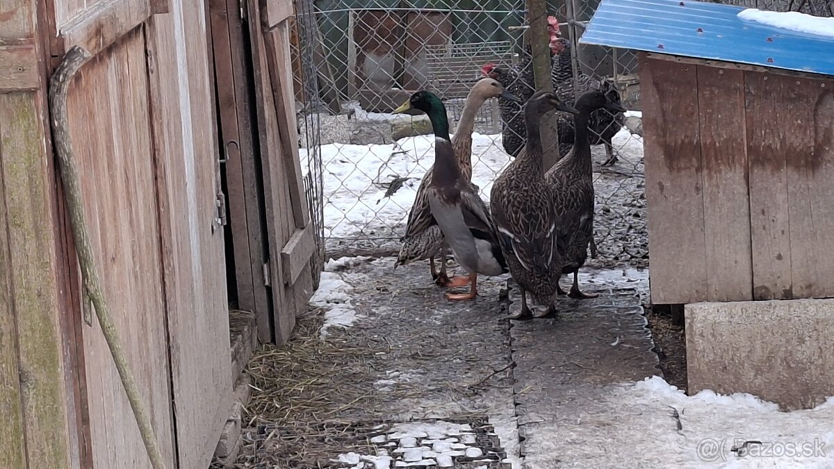 Indické bežce - kačice - 2