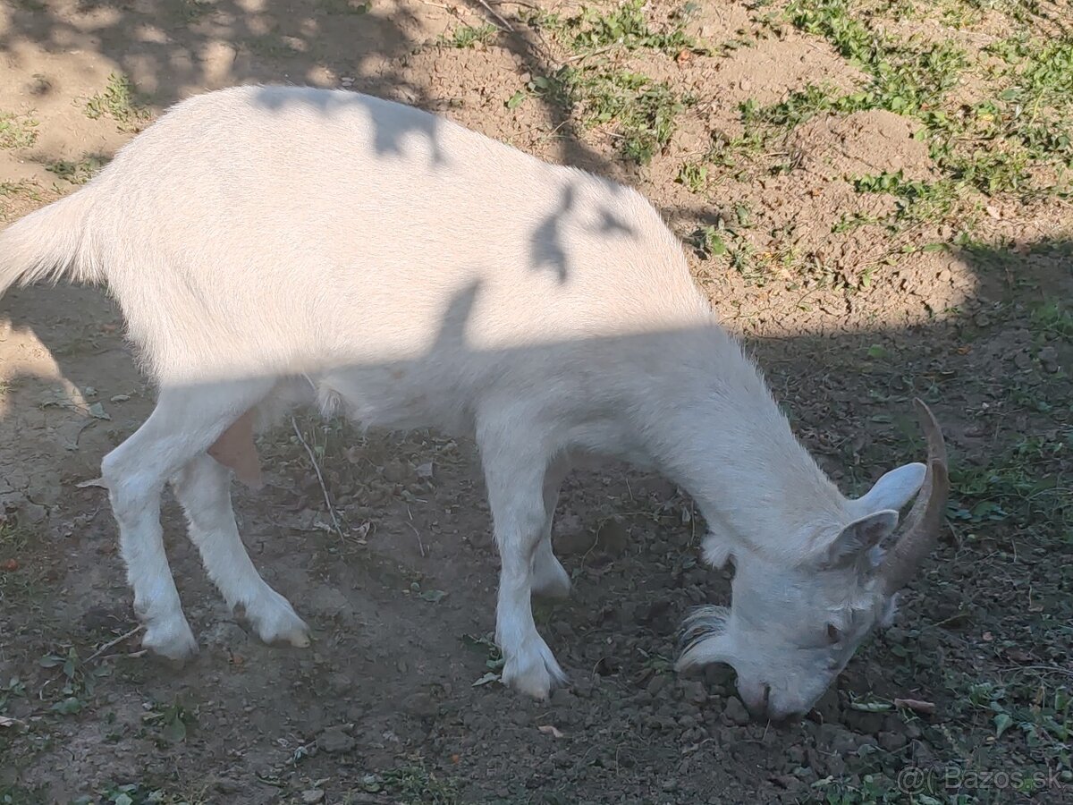 Predám kozu - 2
