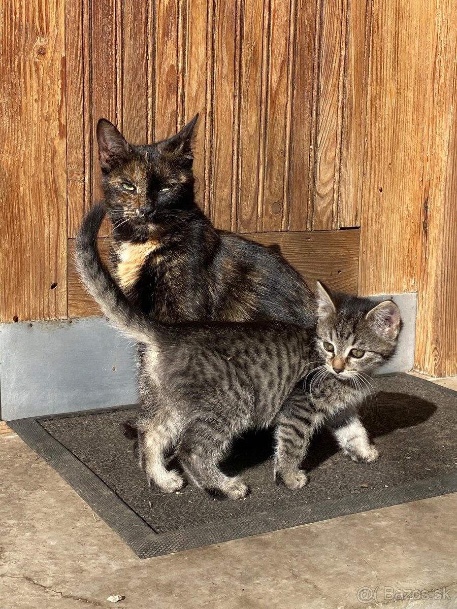 Darujem mačiatka - 2