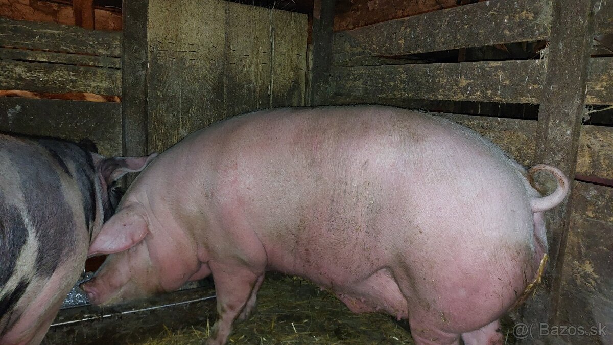 Predám jatočnú ošípanú. - 2