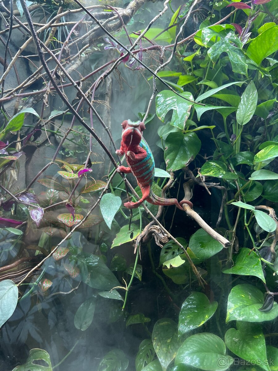 Chameleon pardalis - 2